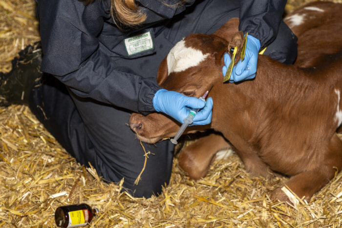 Routine Disbudding/Dehorning/Castration