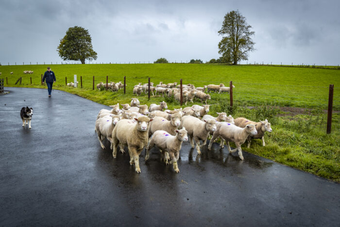 Flock Health Planning