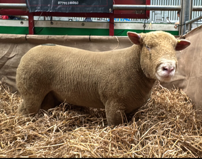 Ram Fertility Testing