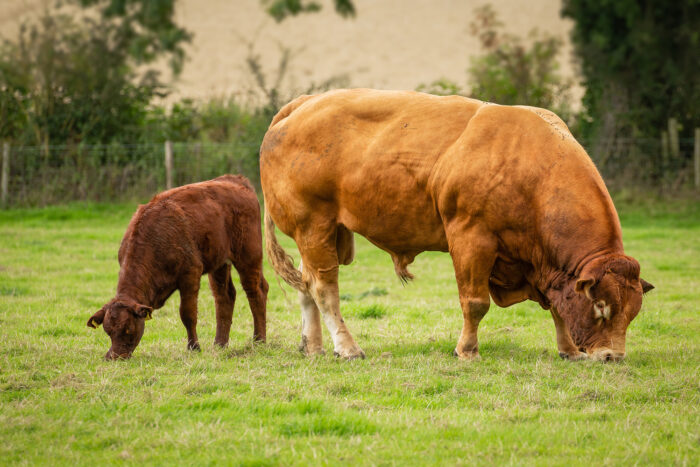 Bull Fertility Testing
