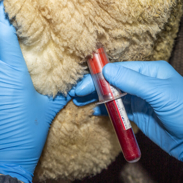 Disease Investigation