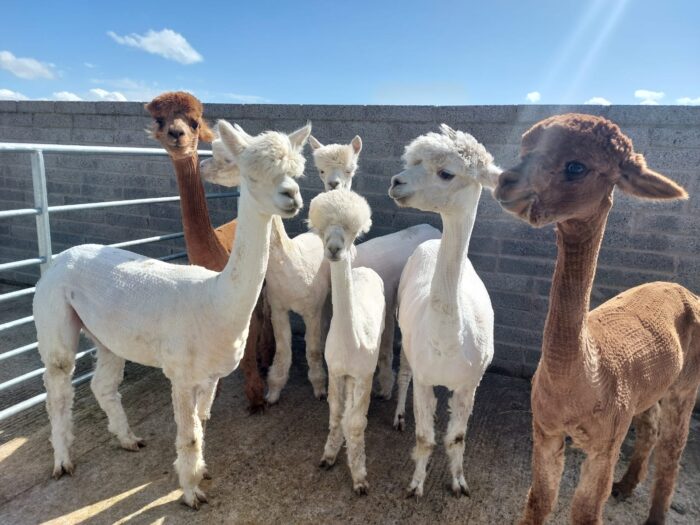 Annual vaccinations