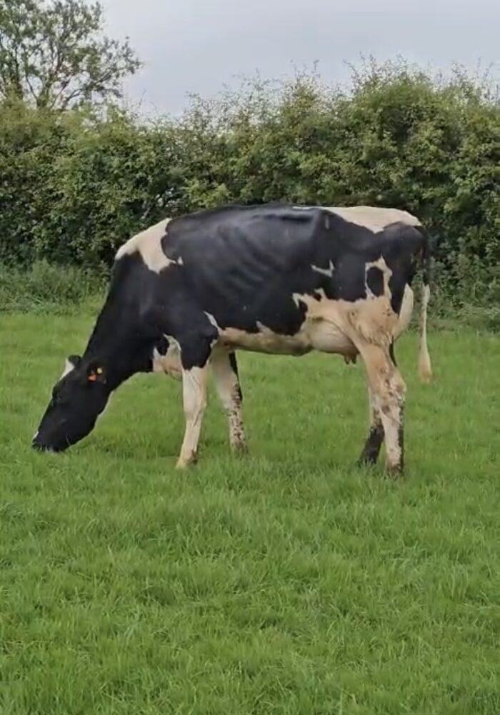 Hypophosphataemia – Low Phosphorous and its role in milk fever.