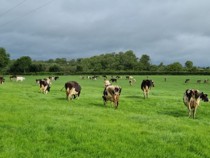 Herd Health Planning and Disease Investigation