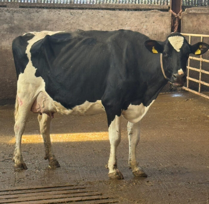 Interherd and Total Vet Analysis