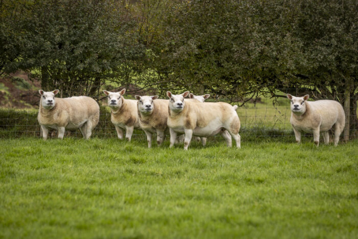 Lameness Management